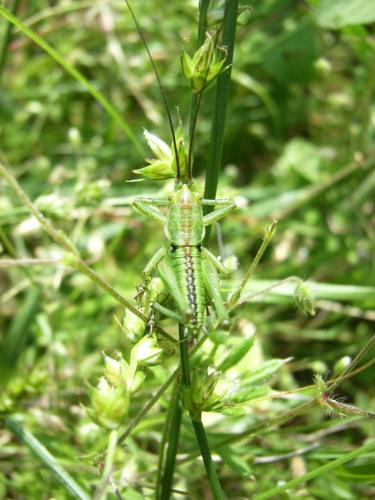 Tettigonia sp.